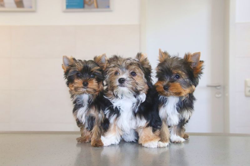 Drei kleine Patienten der Kleintierpraxis Werdau - Tierarzt Dr. med. vet. Hildebrand